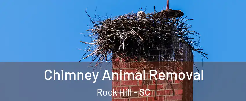 Chimney Animal Removal Rock Hill - SC