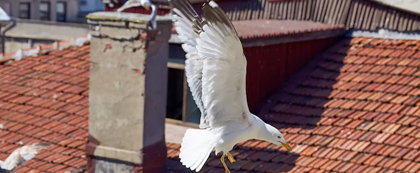 Residential Chimney Animal Removal Solution in Rock Hill, SC