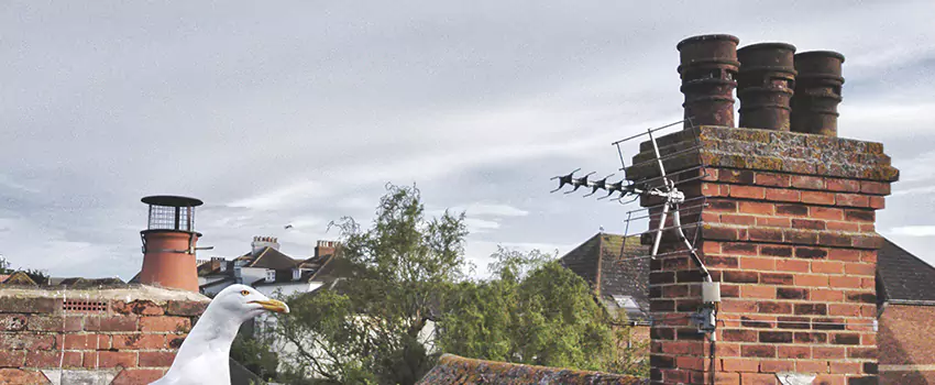 Chimney Cleaning And Restoration in Rock Hill, South Carolina